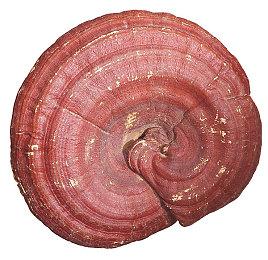 美国法院支持玩家自行维修主机 但仅限一种部件